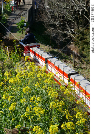 Kawazu cherry romance car 28174698