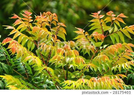 Taiwan eucalyptus 28175403