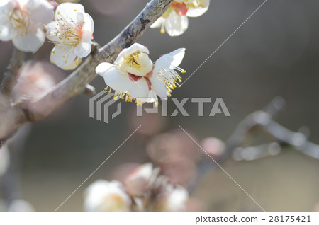 梅花在Uwajima市,在春天附近 梅花在Uwajima市,在春天附近 28175421