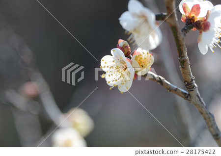 梅花在Uwajima市，在春天附近 28175422