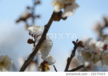 梅花在Uwajima市，在春天附近 28175423