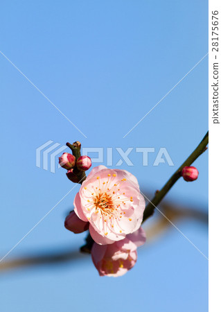 Plum blossom Plum blossom 28175676