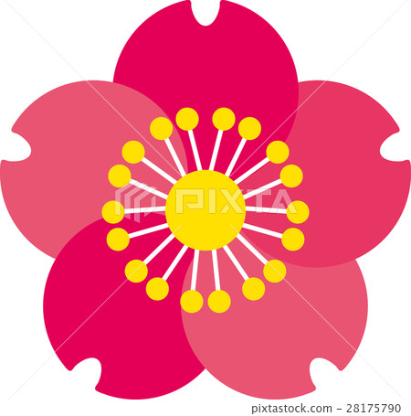 簡單的梅花開花圖 28175790