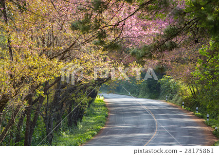 Scenic road with cheery blossom 28175861