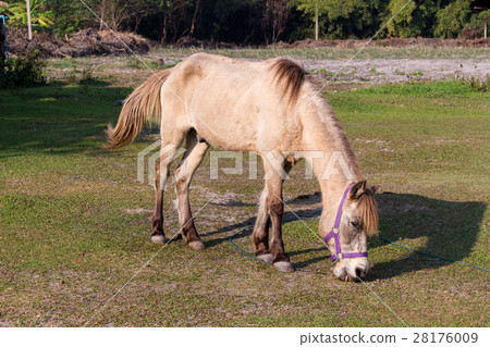 Horses in the field 28176009