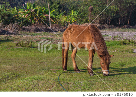 Horses in the field Horses in the field 28176010