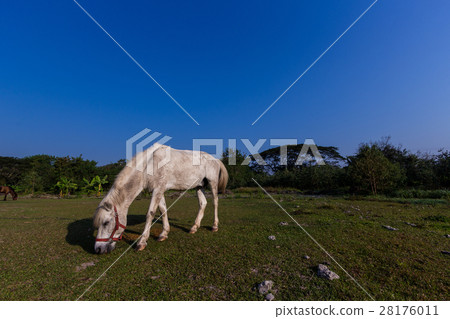Horses in the field Horses in the field 28176011