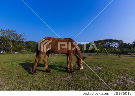 Horses in the field Horses in the field 28176012