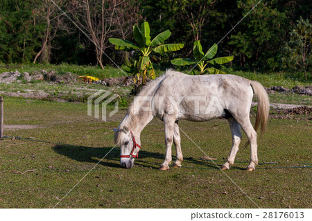 White horses in the field White horses in the field 28176013