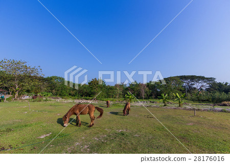 Horses in the field 28176016