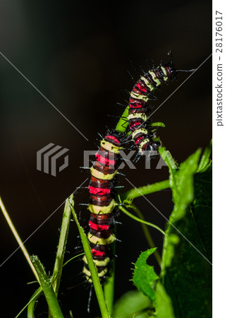 Cethosia cyane's caterpillar, Butterfly worm 28176017