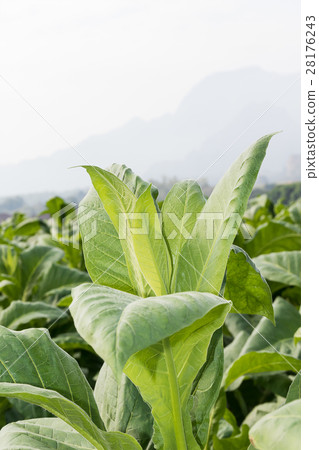 Close up Nicotiana tabacum Close up Nicotiana tabacum 28176243