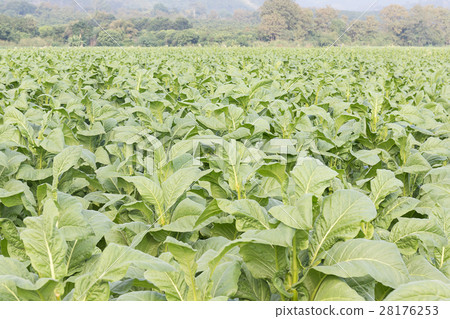 Field of Nicotiana tabacum Field of Nicotiana tabacum 28176253