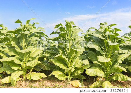 Field of Nicotiana tabacum Field of Nicotiana tabacum 28176254