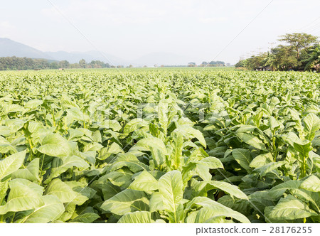 Field of Nicotiana tabacum Field of Nicotiana tabacum 28176255
