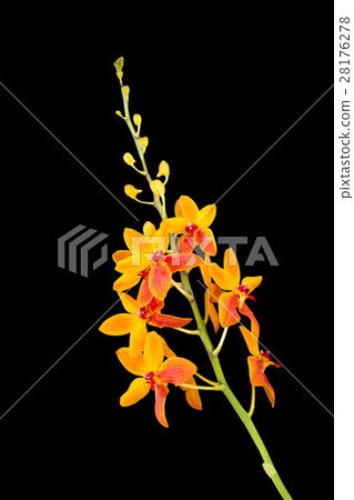 Orange orchid flower on black background Orange orchid flower on black background 28176278