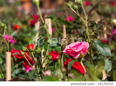 Pink Rose in garden Pink Rose in garden 28176282