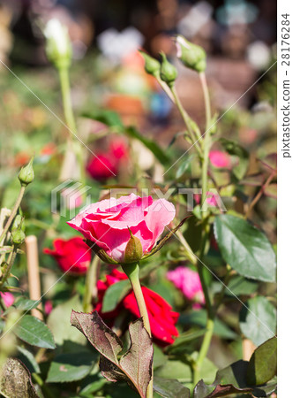 Pink Rose in garden Pink Rose in garden 28176284