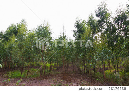 Plantation of Eucalyptus Plantation of Eucalyptus 28176286
