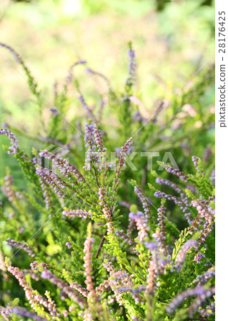 漂亮的Carnea Bulgaris 漂亮的Carnea Bulgaris 28176425