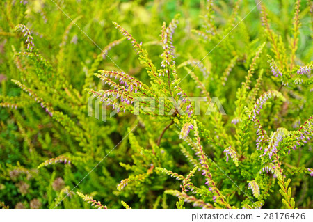 漂亮的Carnea Bulgaris 漂亮的Carnea Bulgaris 28176426