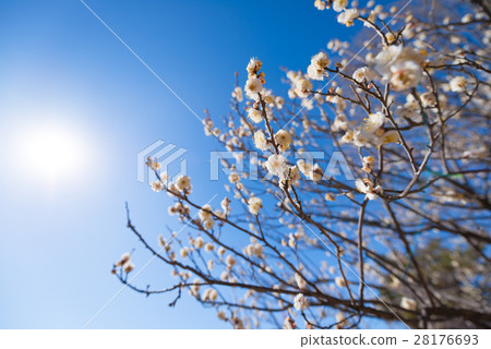 梅花 梅 花朵 28176693