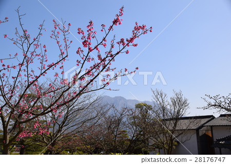 Sakurajima (I desire from Senshin Garden) Shimazu Yoshinori Todoke Sato Takamori Atsuhime World Cultural Heritage Large Daimyo Garden Okubo Toshimeda Sakurajima (I desire from Senshin Garden) Shimazu Yoshinori Todoke Sato Takamori Atsuhime World Cultural Heritage Large Daimyo Garden Okubo Toshimeda 28176747