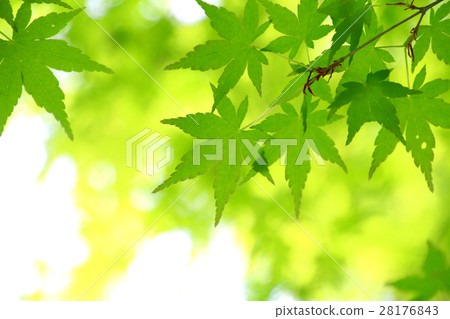Fresh green (Momiji) 28176843