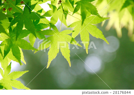 Fresh green (Momiji) 28176844