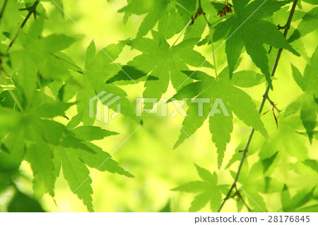 Fresh green (Momiji) 28176845