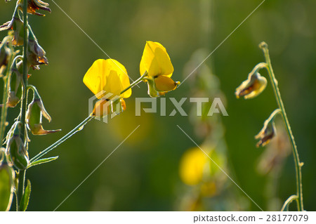 sunhemp flowers field sunhemp flowers field 28177079