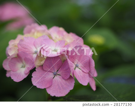 hydrangea   28177130
