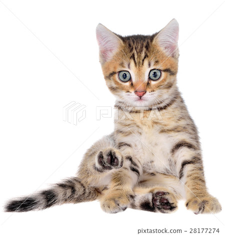 Shorthair brindled kitten 28177274