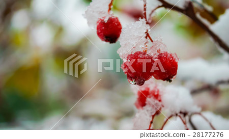 Close up branch of hawthorn with snow. Close up branch of hawthorn with snow. 28177276