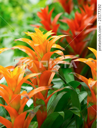 Guzumania Guzumania 28177292