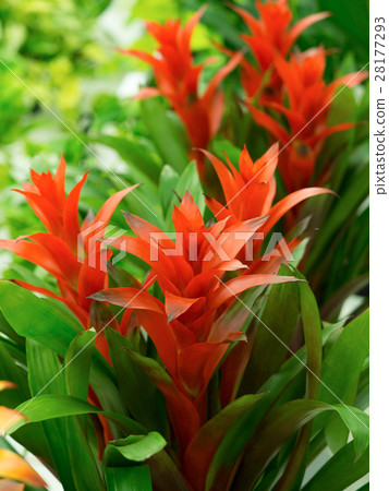 Guzumania Guzumania 28177293