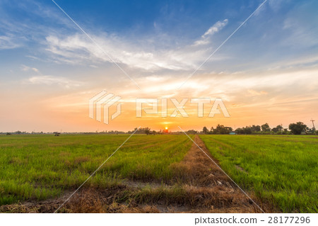 cornfield sunset background in Thailand. cornfield sunset background in Thailand. 28177296