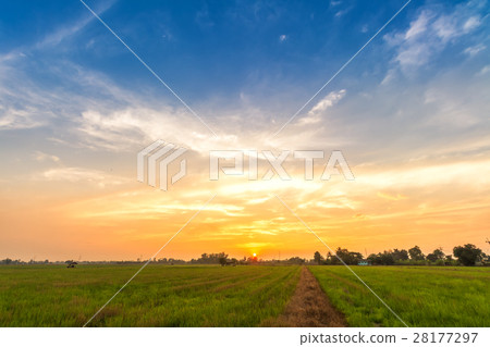 cornfield sunset background in Thailand. 28177297