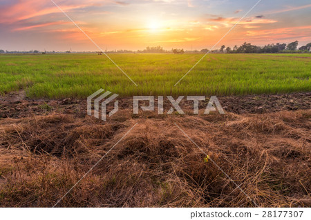 cornfield sunset background in Thailand. cornfield sunset background in Thailand. 28177307