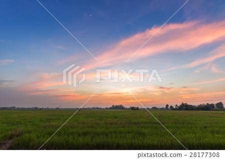 cornfield sunset background in Thailand. cornfield sunset background in Thailand. 28177308