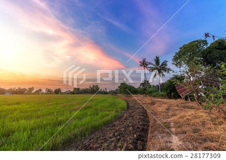 cornfield sunset background in Thailand. 28177309
