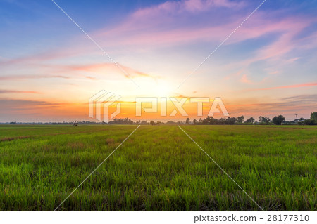 cornfield sunset background in Thailand. 28177310