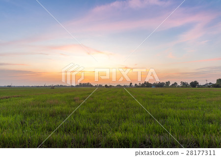 cornfield sunset background in Thailand. cornfield sunset background in Thailand. 28177311
