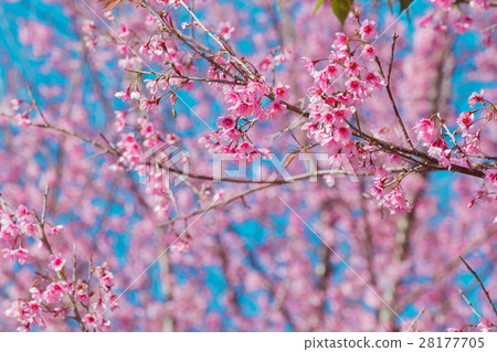 Cherry flower Prunus cerasoides,Giant tiger flower Cherry flower Prunus cerasoides,Giant tiger flower 28177705