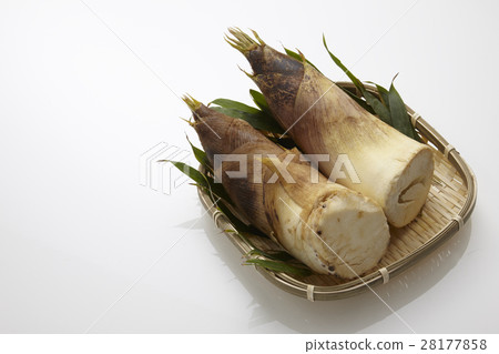 春筍 春筍 28177858