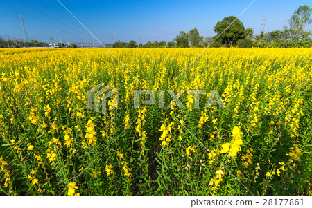 sunset scene view at sunhemp flowers field sunset scene view at sunhemp flowers field 28177861