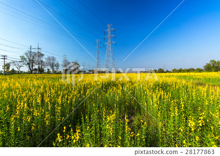 sunset scene view at sunhemp flowers field sunset scene view at sunhemp flowers field 28177863