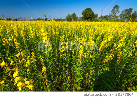 sunset scene view at sunhemp flowers field sunset scene view at sunhemp flowers field 28177864