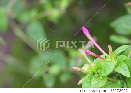 Buds of flower buds Buds of flower buds 28178002