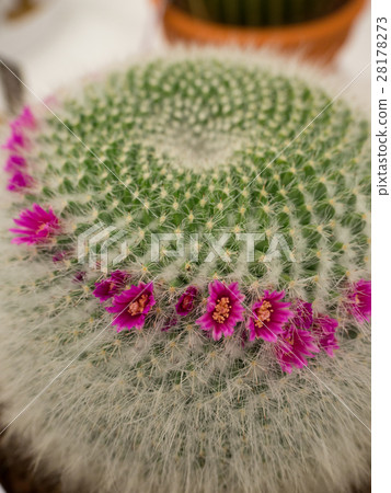 Cactus Yamao 28178273